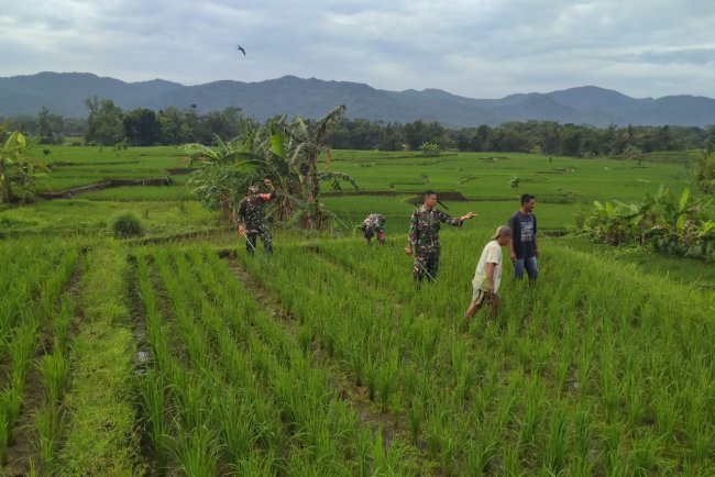 TNI Babinsa Koramil 02/Klampok membantu penyemprotan tanaman Padi