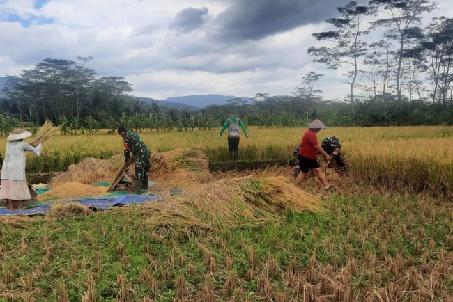 KORAMIL 03 WANADADI DAMPINGI PANEN PADI DI DESA KARANGKEMIRI
