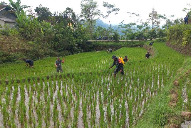 Babinsa Bantu Perawatan Padi Bersama Kelompok Tani