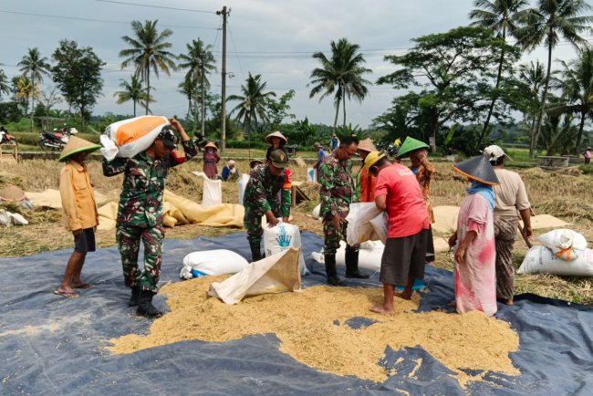 Bantu Petani Panen Padi, Bentuk Dukungan Babinsa Sukseskan Swasembada Pangan