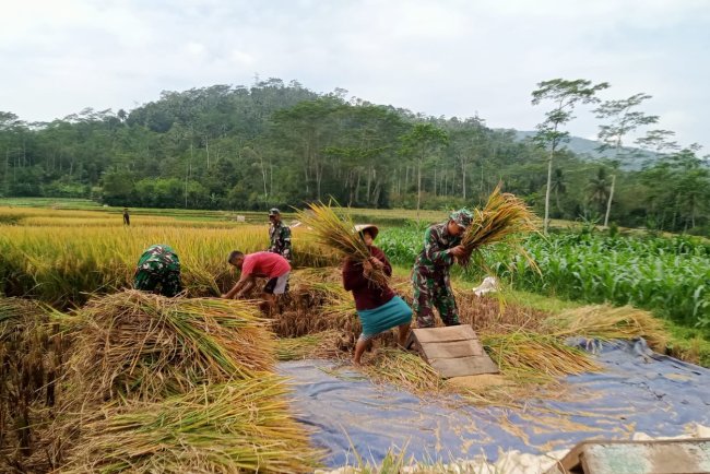 Wujud Dukung Hanpangan Danramil dan Babinsa turun Langsung membantu warga Panen Padi