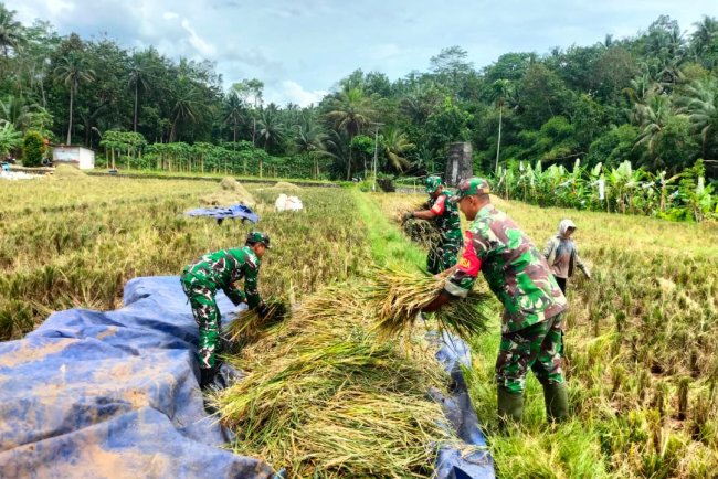 Danramil 11 Punggelan Pimpin Panen Padi di Desa Tribuana