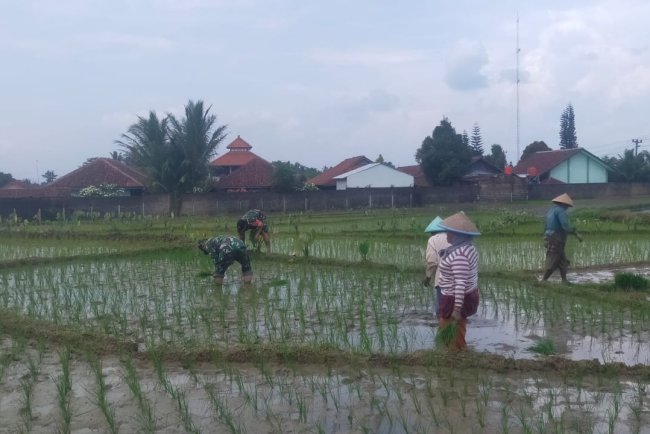 TNI dan Warga Lengkong Turun ke Sawah Tanam Padi Bersama untuk Ketahanan Pangan