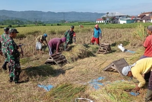 Koramil 14 Madukara Bantu Petani Panen Padi Di Wilayah Desa Binaan