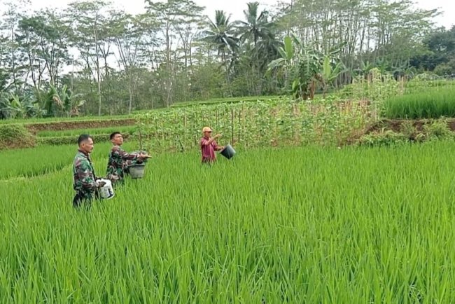 Danramil Dan Babinsa Terjun Langsung Ke Sawah Bantu Petani Pemupukan