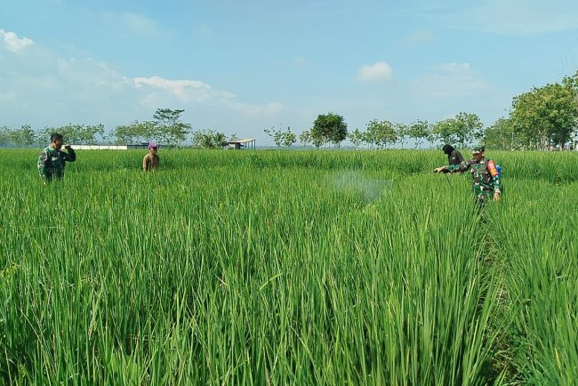 Babinsa Klampok Dampingi Petani Cegah Hama, Dukung Ketahanan Pangan Nasional