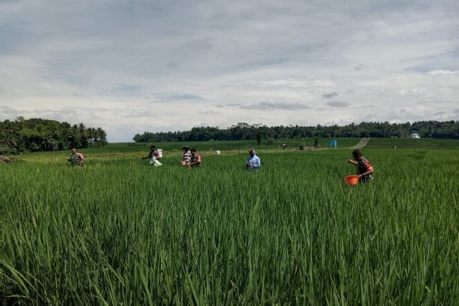 Wujud Kepedulian Babinsa Bantu Petani Pemupukan padi