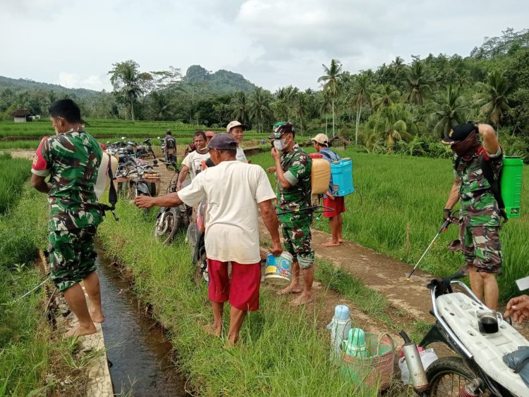 Danramil Dan Babinsa Terjun Langsung Bantu Petani Pemupukan Padi