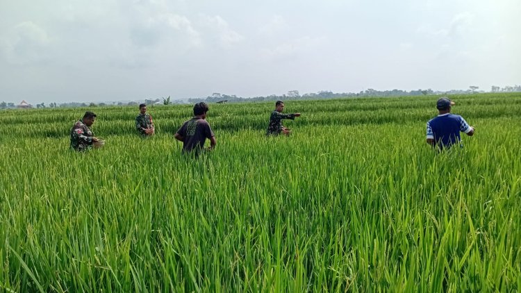 Wujud Kepedulian Babinsa Bantu Petani Pemupukan padi 