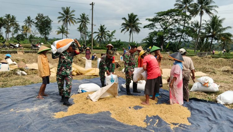 Bantu Petani Panen Padi, Bentuk Dukungan Babinsa Sukseskan Swasembada Pangan