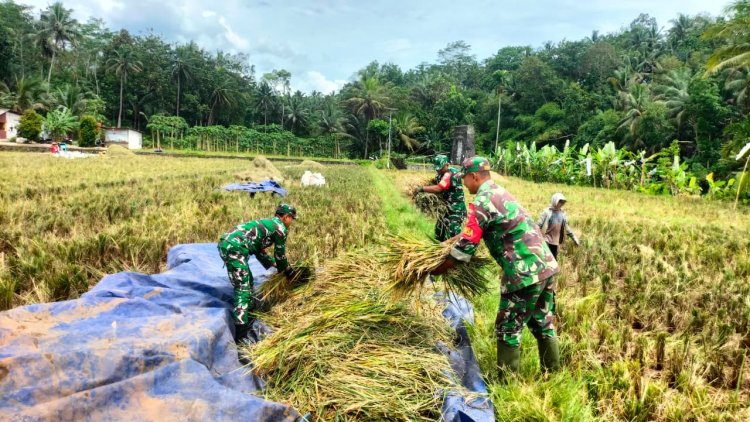 Danramil 11 Punggelan Pimpin Panen Padi di Desa Tribuana