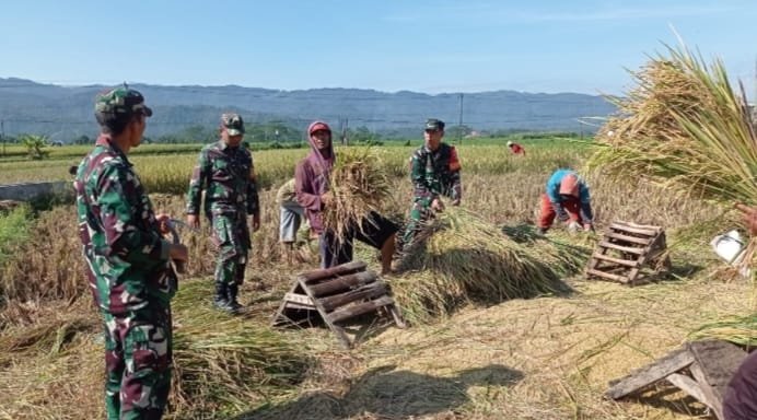 Babinsa Koramil 13 Banjarmangu Bantu Petani Panen Padi