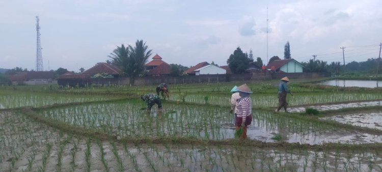 TNI dan Warga Lengkong Turun ke Sawah Tanam Padi Bersama untuk Ketahanan Pangan