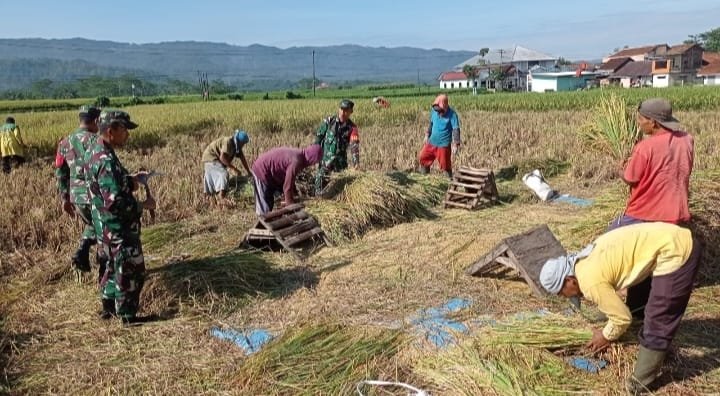 Koramil 14 Madukara Bantu Petani Panen Padi Di Wilayah Desa Binaan