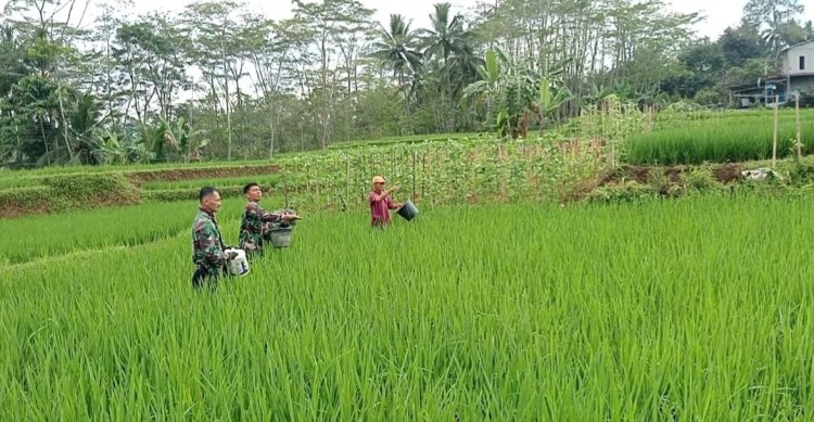Danramil Dan Babinsa Terjun Langsung Ke Sawah Bantu Petani Pemupukan