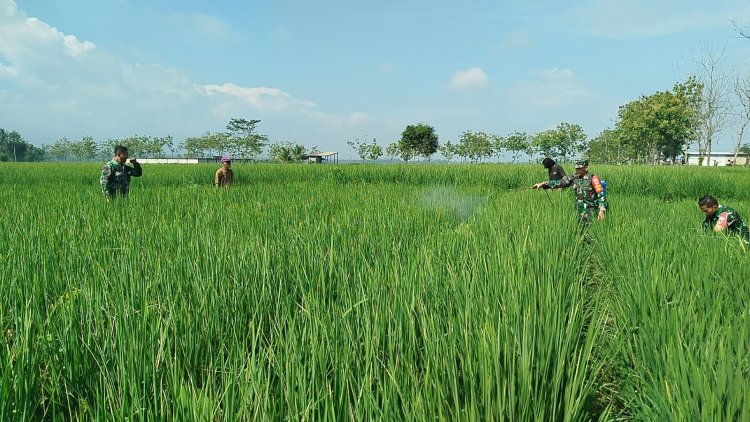 Babinsa Klampok Dampingi Petani Cegah Hama, Dukung Ketahanan Pangan Nasional