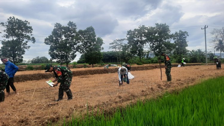 Babinsa Koramil 03 Wanadadi Melaksanakan Tanam Jagung