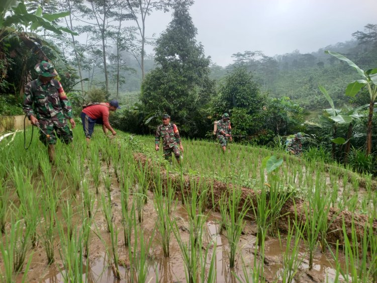 Babinsa Koramil 04 Karangkobar Bantu Petani Melaksanakan Penyemprotan Padi
