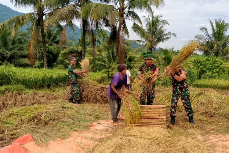 Koramil 09 Susukan Dampingi Panen Padi Kelompok Tani Trubus