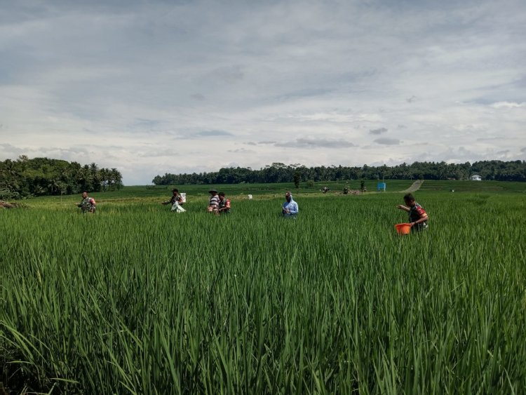 Wujud Kepedulian Babinsa Bantu Petani Pemupukan padi