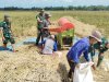 Babinsa Kesawah Bantu Panen Padi Petani