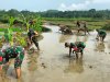 Sinergi TNI dan Petani Koramil 11 Punggelan Turun ke Sawah Bantu Olah Lahan di Bondolharjo