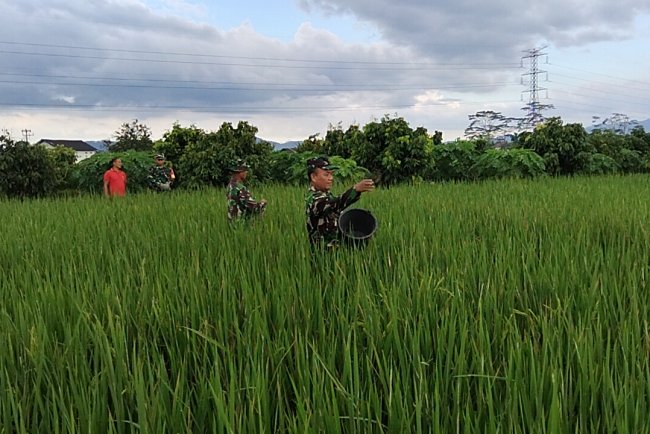 Pemupukan Tanaman Padi Bersama Babinsa