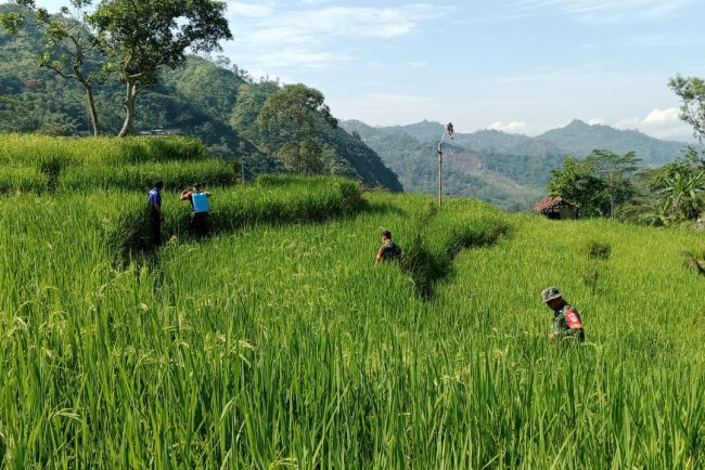 Babinsa Bersama Ketua Poktan Tani Maju Melaksanakan Kegiatan Penyemprotan Tanaman Padi