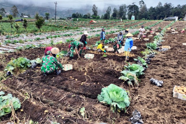 Koramil 05 Batur Bantu Panen Kentang Milik Warga Binaan