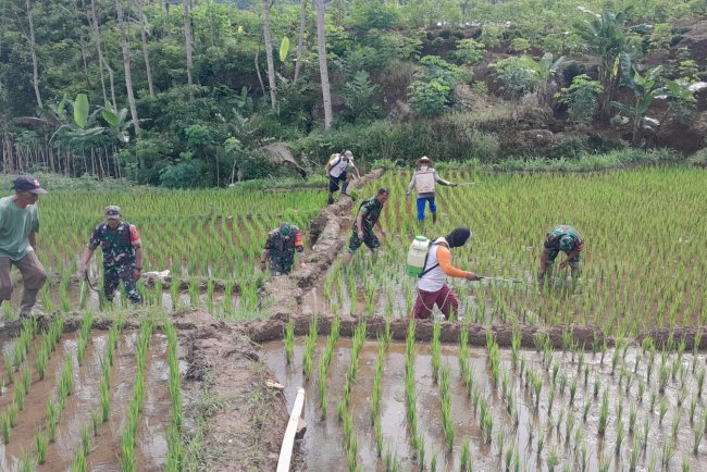 Perawatan Padi Kelompok Tani Di Wilayah, Babinsa Ikut membantu Dalam Giat  Penyemprotan