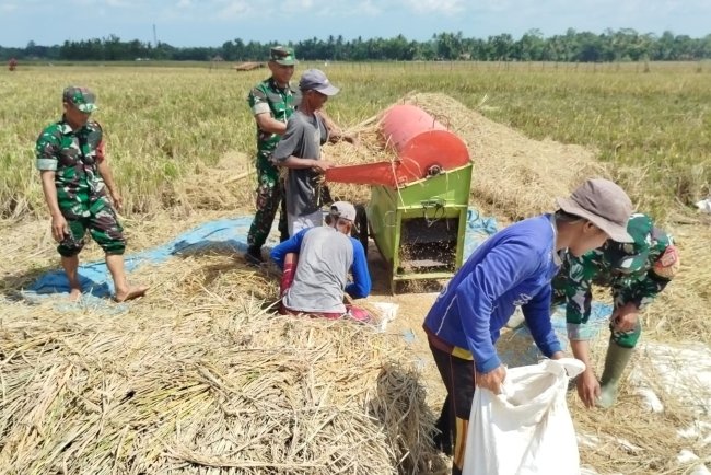 Babinsa Kesawah Bantu Panen Padi Petani
