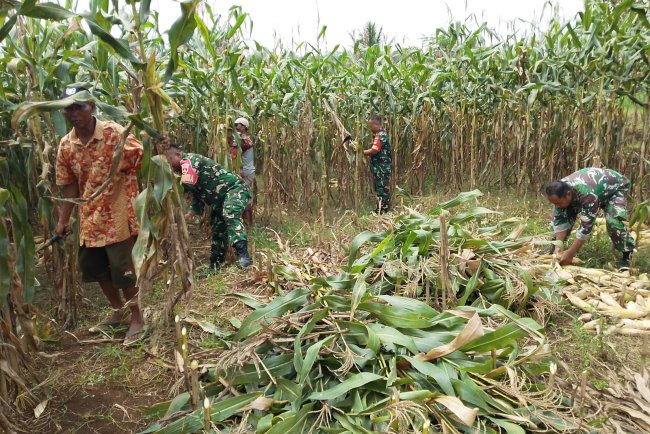 Demi menjaga ketahanan Pangan Babinsa bersinergi membantu Panen Jagung