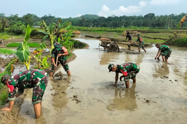 Sinergi TNI dan Petani Koramil 11 Punggelan Turun ke Sawah Bantu Olah Lahan di Bondolharjo