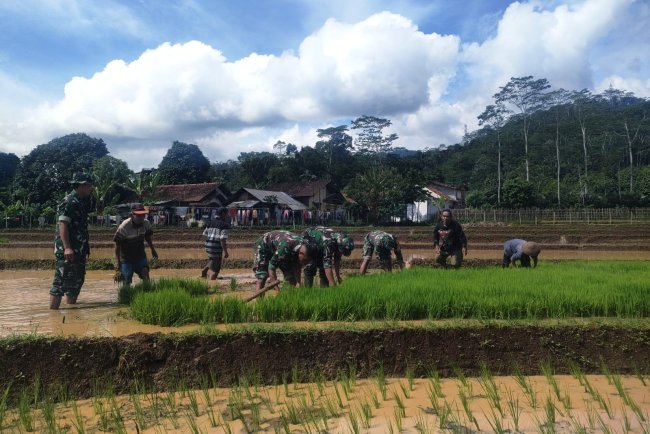 Aksi Nyata Danramil Dan Babinsa Bantu Petani Cabut Benih Padi Siap Tanam