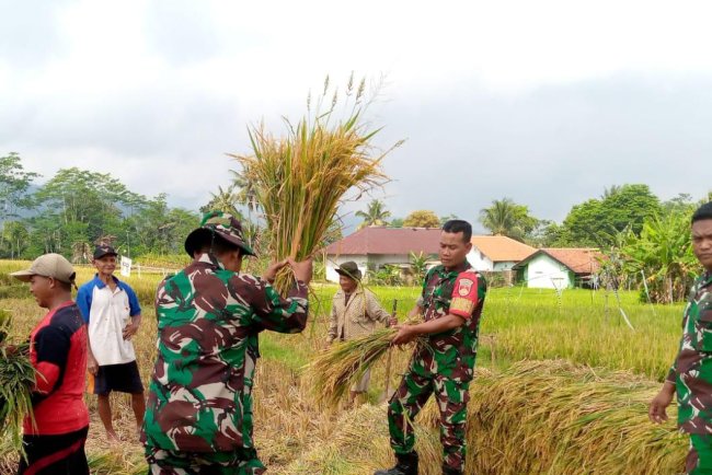 Koramil 14 Madukara membantu proses panen padi bersama petani