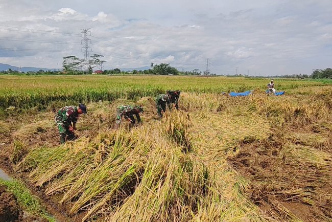 Panen  Padi Bersama Poktan Dan Babinsa