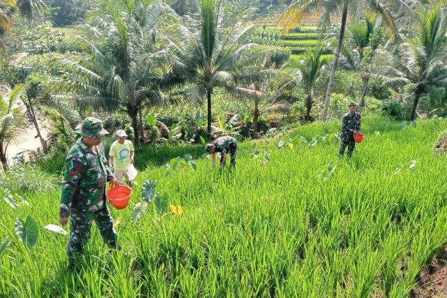 Sukseskan Ketahanan Pangan Danramil dan Babinsa Bantu Petani Tanam Padi