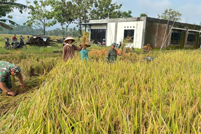 Babinsa Koramil 02 Klampok Dampingi Panen Padi di Desa Kalimandi