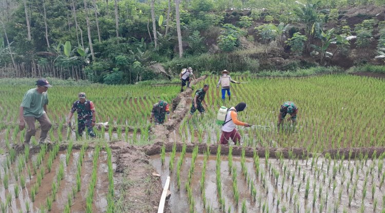 Perawatan Padi Kelompok Tani Di Wilayah, Babinsa Ikut membantu Dalam Giat  Penyemprotan