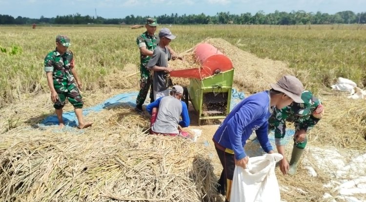 Babinsa Kesawah Bantu Panen Padi Petani