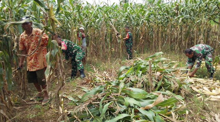 Demi menjaga ketahanan Pangan Babinsa bersinergi membantu Panen Jagung