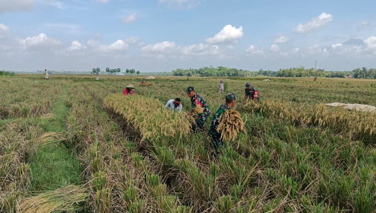 Bulan Ramadhan Tidak Menjadi Halangan Babinsa Untuk Membantu Panen Padi Petani