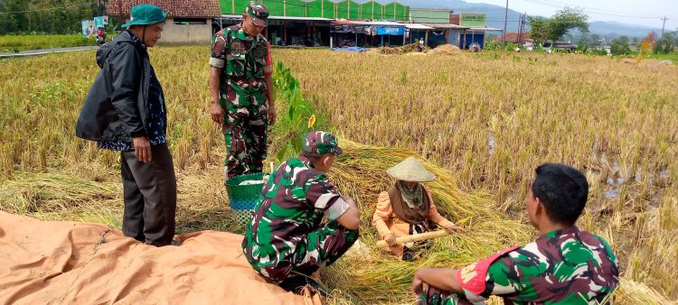 Babinsa Menbantu Proses Panen Padi