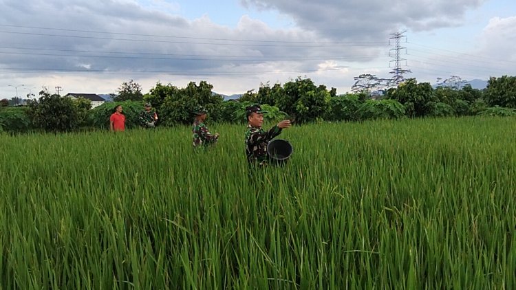 Pemupukan Tanaman Padi Bersama Babinsa