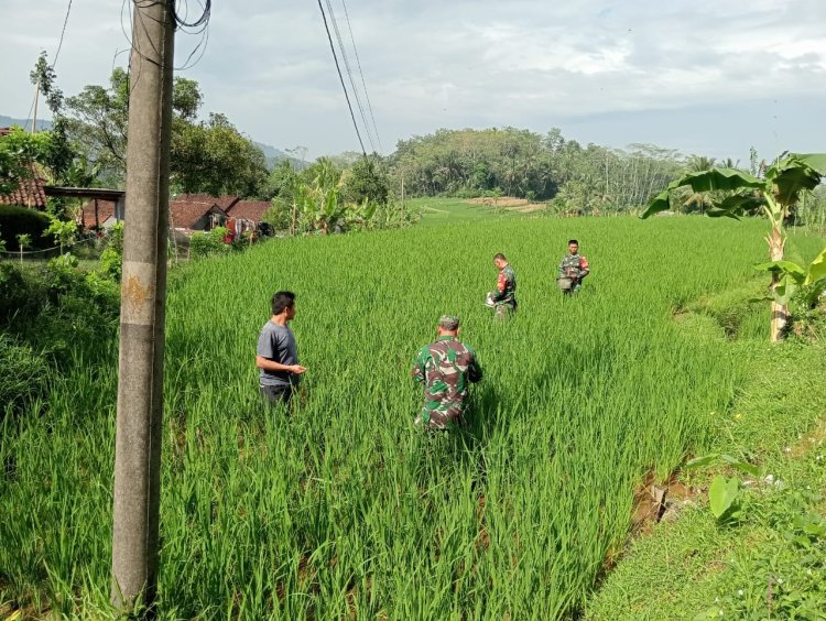 Koramil 01 Banjarnegara Terjun Langsung Ke Sawah Bantu Petani Pemupukan