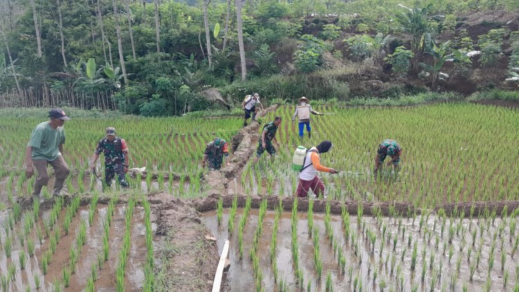 Perawatan Padi Kelompok Tani Di Wilayah, Babinsa Ikut membantu Dalam Giat  Penyemprotan