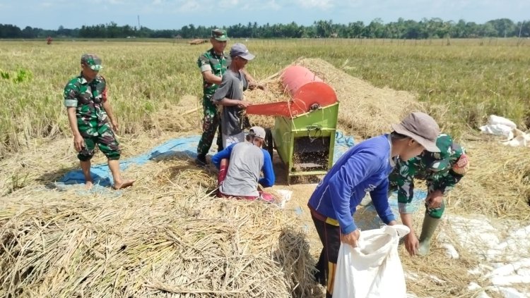Babinsa Kesawah Bantu Panen Padi Petani
