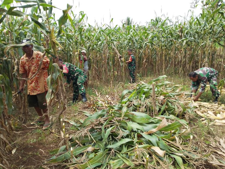 Demi menjaga ketahanan Pangan Babinsa bersinergi membantu Panen Jagung