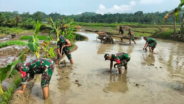 Sinergi TNI dan Petani Koramil 11 Punggelan Turun ke Sawah Bantu Olah Lahan di Bondolharjo