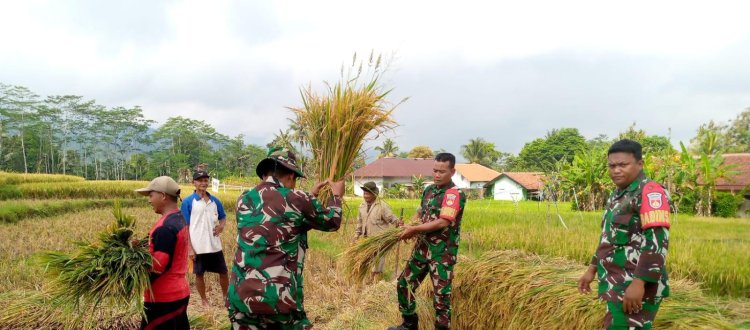 Koramil 14 Madukara membantu proses panen padi bersama petani